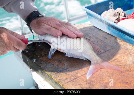 Stretta di mano maschio di filettatura a snapper pesce su un charter di pesca in barca fino a Nord, Northland, Nuova Zelanda, NZ Foto Stock