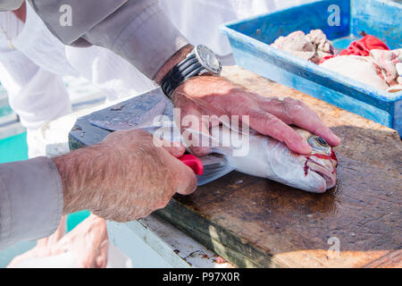 Stretta di mano maschio di filettatura a snapper pesce su un charter di pesca in barca fino a Nord, Northland, Nuova Zelanda, NZ Foto Stock