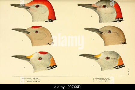 Una storia di uccelli del Nord America / Boston :poco,marrone 1905. Foto Stock