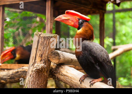 Close-up verticale di un marrone parrot hydrocorax buceros con un becco rosso e gli occhi blu con nessun ramo di un albero Foto Stock