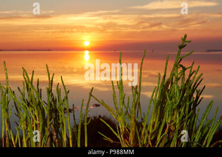 Swale estuario, Kent, Regno Unito. 16 Luglio 2018: Regno Unito Meteo. Marsh Samphire all alba del Swale estuario. Un vegetale commestibile in stagione da fine giugno a metà agosto e talvolta noto come asparagi di mare o salicornia dopo il suo uso nella fabbricazione del vetro di centinaia di anni fa. Un recente studio ha mostrato Samphire è sotto la minaccia di essere perduto da habitat costieri nel sud est come l innalzamento del livello dei mari minacciano le saline in cui cresce. Il clima caldo prosegue per un'altra settimana. Foto Stock