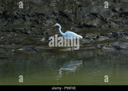 Airone bianco maggiore in Sundarbans. Bagerhat, Bangladesh. Foto Stock