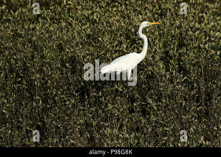 Airone bianco maggiore in Sundarbans. Bagerhat, Bangladesh. Foto Stock