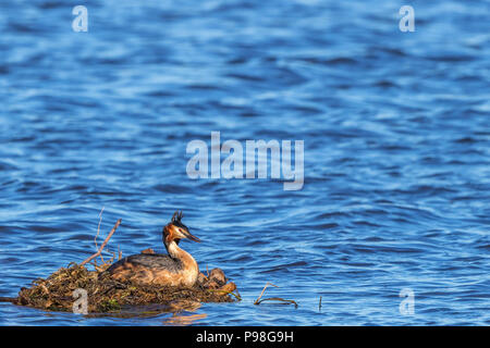 Svasso maggiore nidificanti nel lago Foto Stock