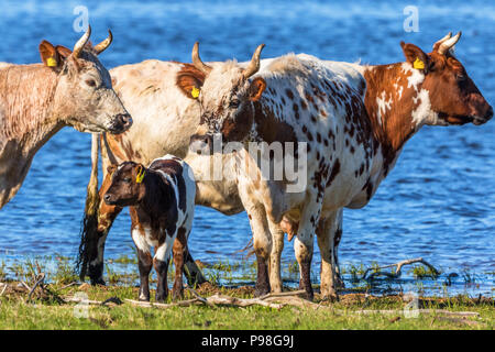 Vacche con vitelli sulla spiaggia in riva al lago Foto Stock