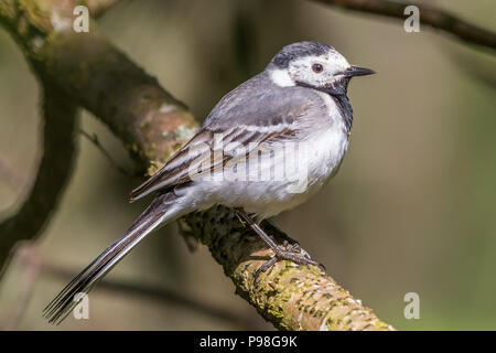 Ritratto di un wagtail bianco su di un ramo Foto Stock