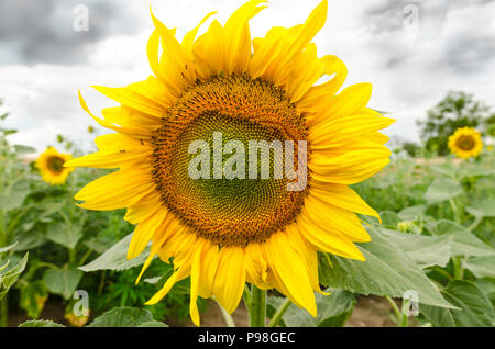 Un fiorire di semi di girasole in campo con cielo tempestoso in background Foto Stock