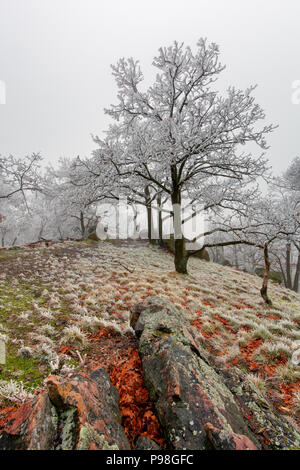 Winter frozen tree with mist at day Foto Stock
