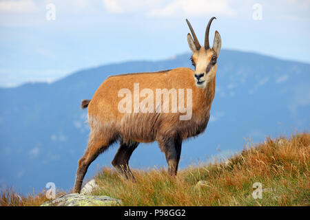 Camosci in natura - Rupicapra, Tatra, Slovacchia Foto Stock