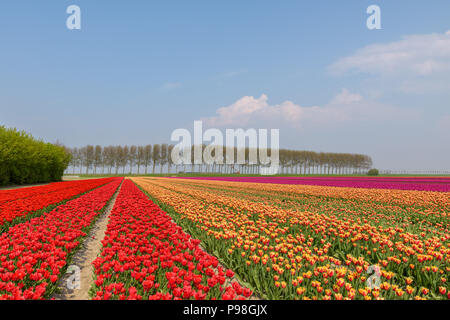 Fioritura campi di tulipani in una giornata di sole in Olanda con rosso, arancione e rosa tulipani in piena fioritura. Foto Stock