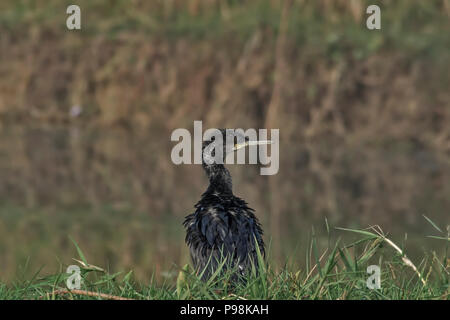 Poco cormorano (Microcarbo niger). Foto Stock