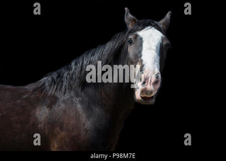 Il marrone scuro a cavallo con striscia bianca a faccia su uno sfondo nero, arte cavallo ritratto Foto Stock