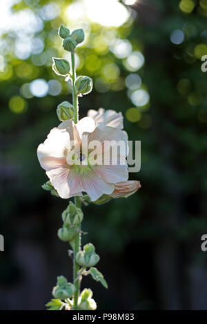 Un Hollyhock, (Malvaceae) pianta cresce in un paese di lingua inglese il giardino. Foto Stock