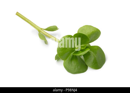 Unico ramoscello di crudo fresco purslane comune isolato su sfondo bianco Foto Stock