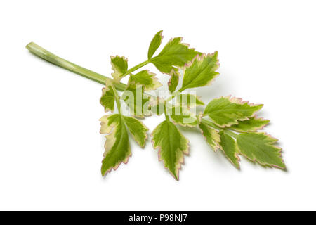 Unico ramoscello di crudo fresco prezzemolo giapponese, Oenanthe javanica Flamingo, isolato su sfondo bianco Foto Stock
