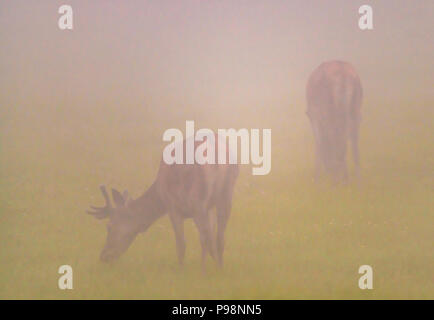 Cervi nella nebbia di mattina Foto Stock