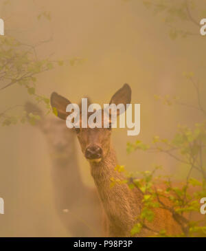 Cervi nella nebbia di mattina Foto Stock