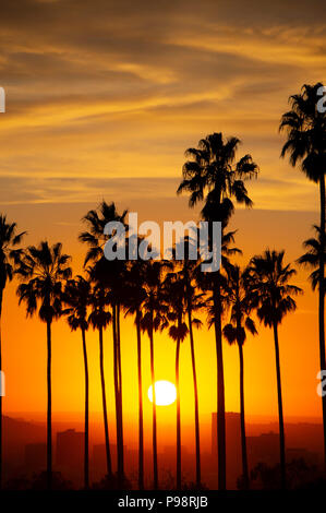 Sunset Silhouette di palme di Los Angeles, CA Foto Stock
