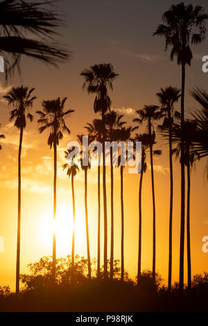 Sunset Silhouette di palme di Los Angeles, CA Foto Stock