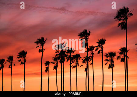 Sunset Silhouette di palme di Los Angeles, CA Foto Stock