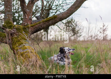 Appoggio del cane dopo il gioco sul prato Foto Stock