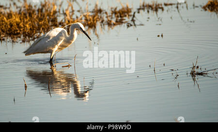 Adulto garzetta nella stagione della riproduzione, fiume Chobe, Botswana Foto Stock