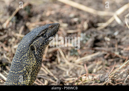 Un monitor del Nilo (Varanus niloticus), un grande membro della famiglia di monitor (Varanidae), che si trova in gran parte dell'Africa sub-sahariana e lungo il Nilo. Foto Stock