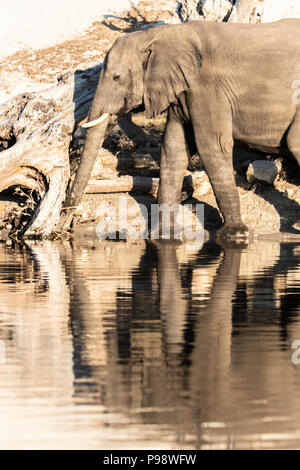 Gli elefanti riflessa bevendo dal fiume Chobe, Botswana Foto Stock
