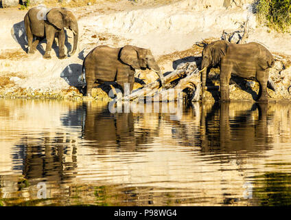 Gli elefanti riflessa bevendo dal fiume Chobe, Botswana Foto Stock