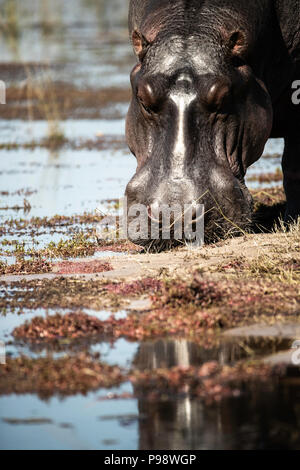 Hippo pascolando da il fiume Chobe, Botswana Foto Stock