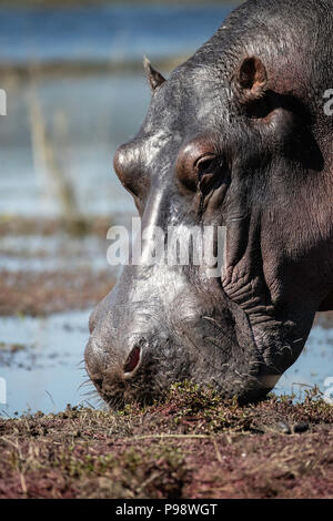 Hippo pascolando da il fiume Chobe, Botswana Foto Stock