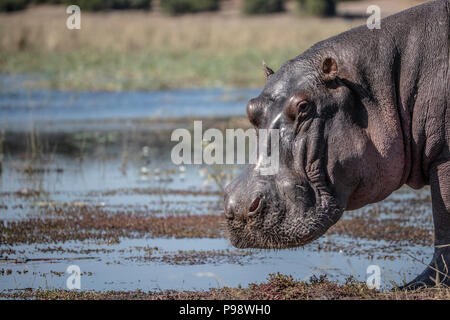 Hippo pascolando da il fiume Chobe, Botswana Foto Stock