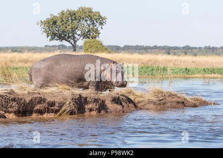 Hippo pascolando da il fiume Chobe, Botswana Foto Stock