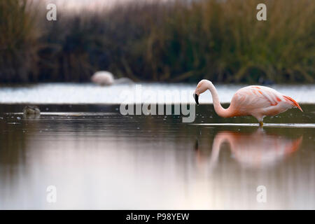 Coppia di Fenicotteri cileni (Phoenicopterus chilensis) passeggiate sul lago di alimentazione Foto Stock