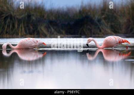 Coppia di Fenicotteri cileni (Phoenicopterus chilensis) passeggiate sul lago di alimentazione Foto Stock