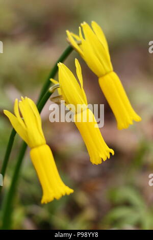 Narcissus cyclamineus. Ciclamino daffodil fiorita in primavera, REGNO UNITO Foto Stock