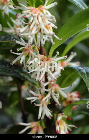 Crema fragranti fiori di Sarcococca hookeriana humilis, nana scatola di dolci in fiore nel giardino d'inverno, REGNO UNITO Foto Stock