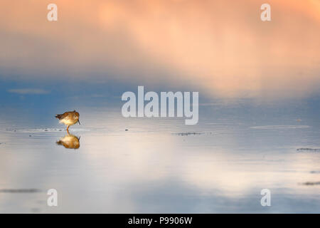 Campione solitario di pitotoy chico (Tringa flavipes) alimentazione sulle rive del lago di Junin Foto Stock