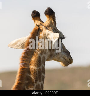 Sud Africa o Capo Giraffe (G.g.g.P. giraffa) dietro la testa, camminando via nella selvaggia del Sudafrica Foto Stock