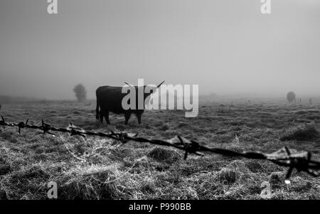 Foto in bianco e nero di highland bovini su una mattinata nebbiosa in southwold Suffolk Foto Stock