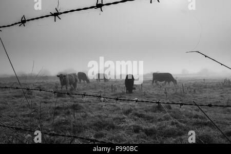 5 mucche in southwold, Suffolk in una nebbiosa mattina Foto Stock