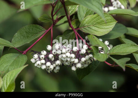 Corniolo, Cornus alba ' Sibirica ', bacche Foto Stock