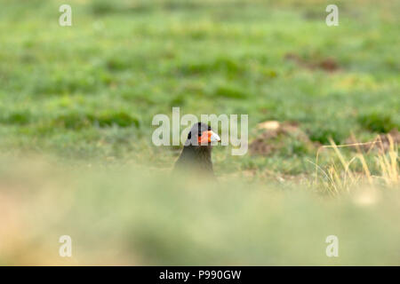 Montagna (caracara Phalcoboenus megalopterus) peeking attraverso l'erba Foto Stock