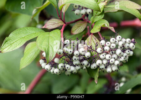 Dogwood, Cornus alba ' sibirica ', bacche bianche sul ramo Foto Stock