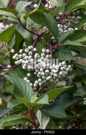 Corniolo, Cornus alba ' Sibirica ', bacche Foto Stock