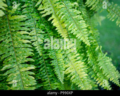 Belle foglie di felce. Nephrolepis exaltata Tiger Fern, Boston Fern. Foto Stock