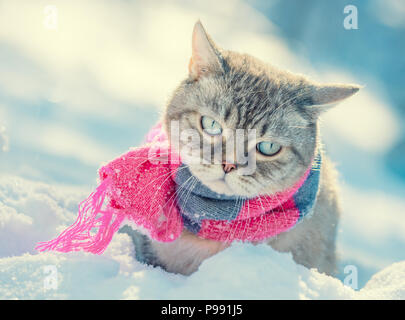 Ritratto di un piccolo gattino indossando sciarpa lavorata a maglia all'aperto in inverno Foto Stock