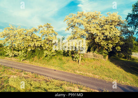 La fioritura degli alberi di acacia paese lungo la strada asfaltata in primavera Foto Stock