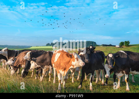 Bella immagine rurale con un allevamento di bovini di razza Holstein riuniti insieme sul pascolo verde e uno stormo di uccelli in volo su di loro su un cielo blu, Germania. Foto Stock