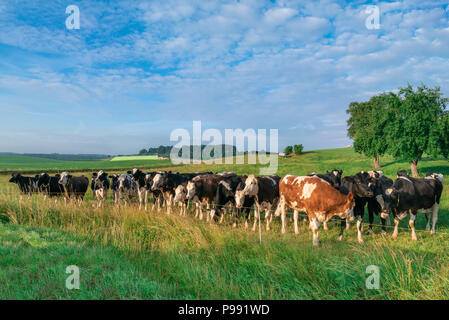 Immagine idilliaca con un allevamento di bovini di razza Holstein guardando verso il sole, su un verde pascolo, sotto un cielo blu, in un giorno di estate, vicino Schwabisch Hall, Germania. Foto Stock